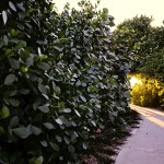 One of the many enchanted paths in Naples.