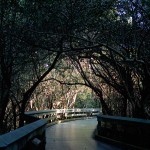 The beautiful boardwalk at Calms Pass.