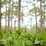 A quiet path to walk at the Naples Preserve.