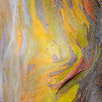 Rainbow Eucalyptus at Naples Botanical Garden.