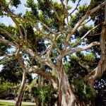 There are many gorgeous giant trees in the area.