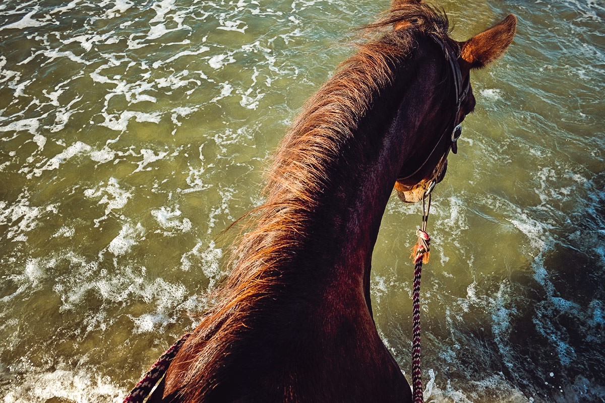 Horse in Ocean