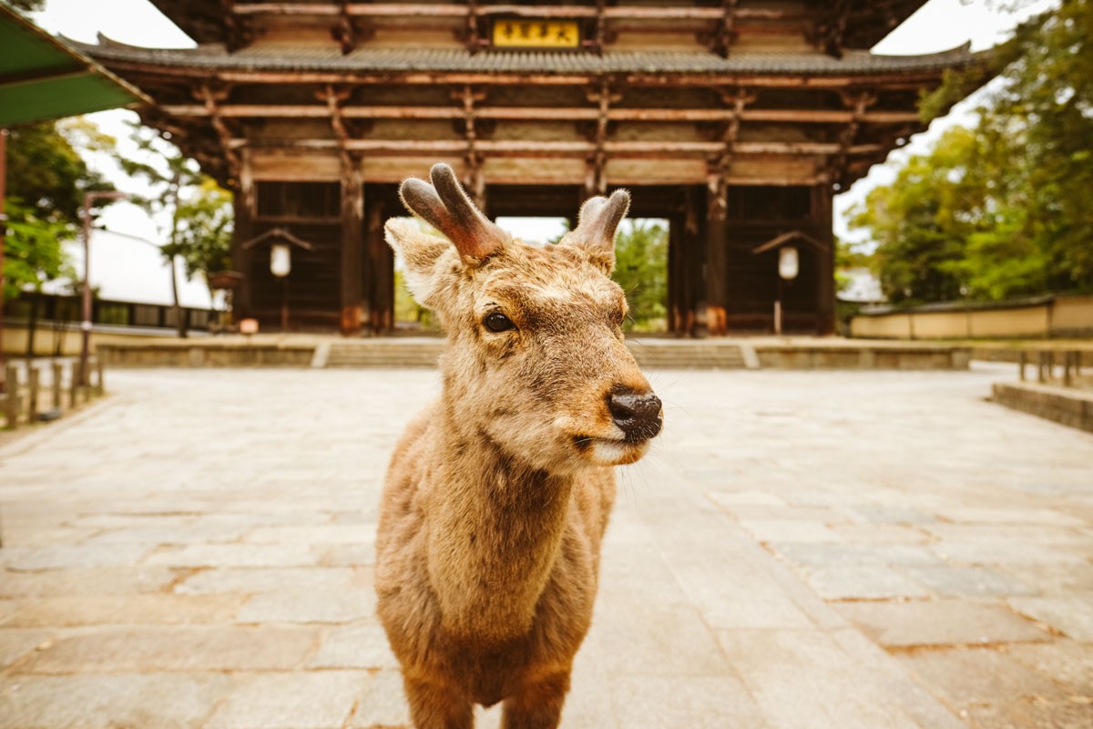 nara