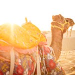 closeup shot of Camel Safari Sunset in India