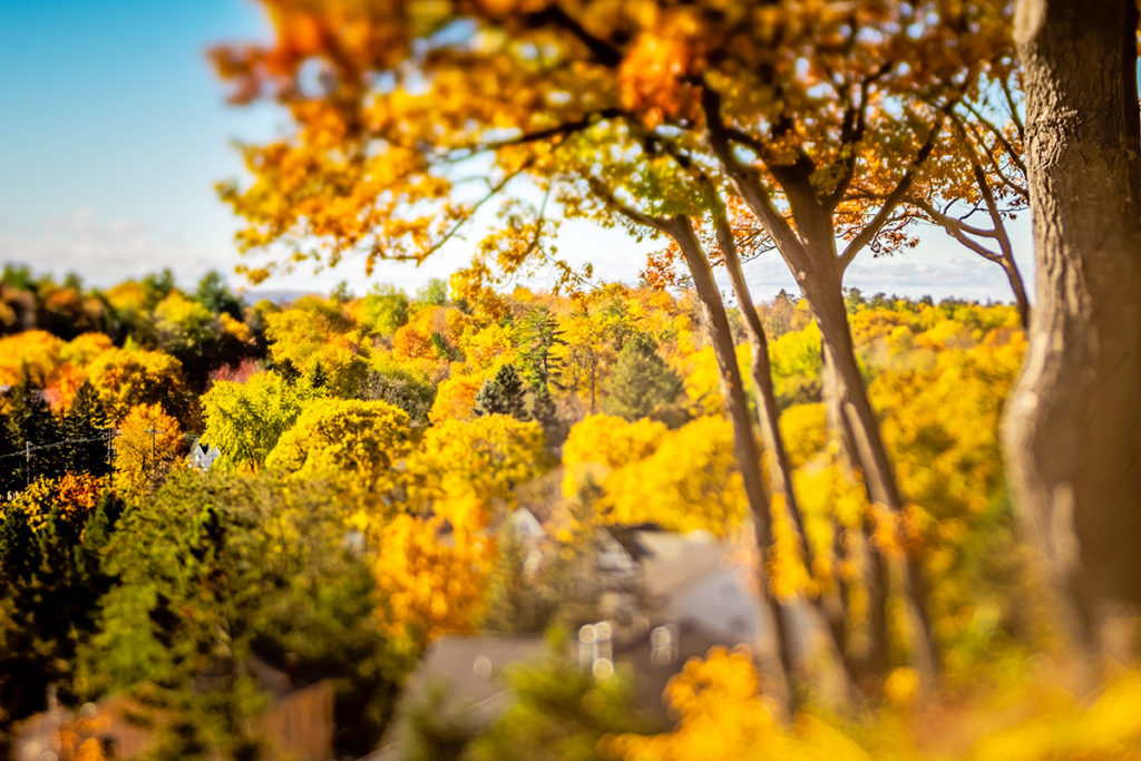 Trees on the bluff in Harbor Springs.