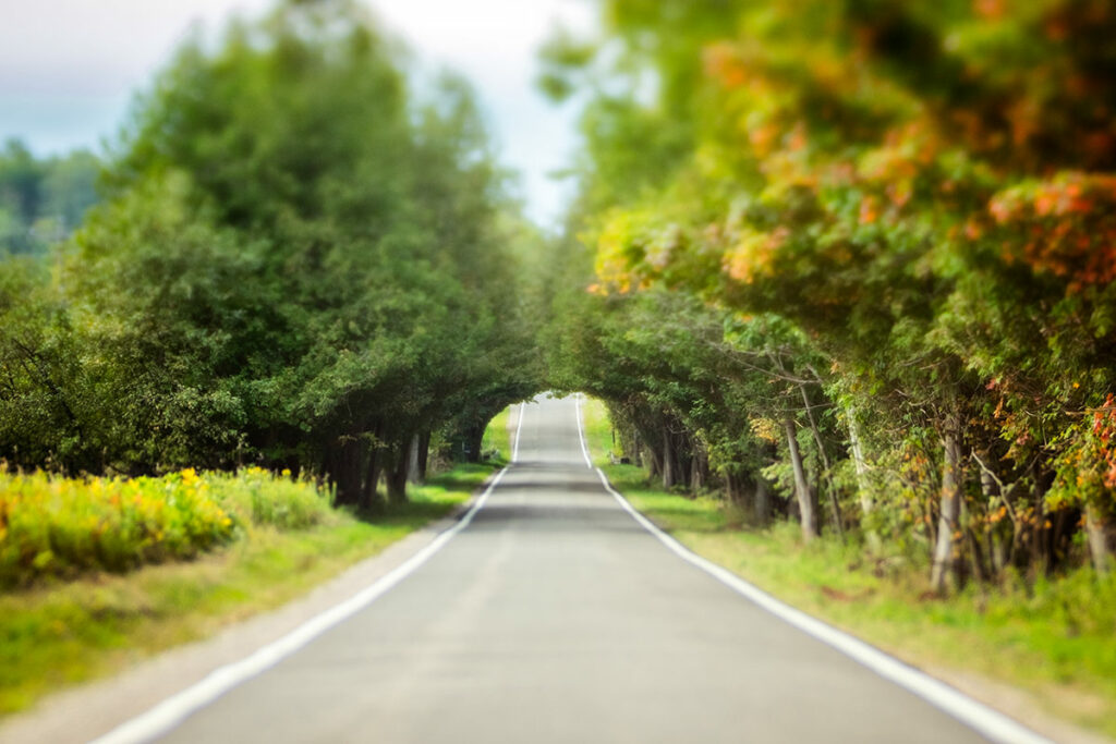 Tunnel of Trees Harbor Springs