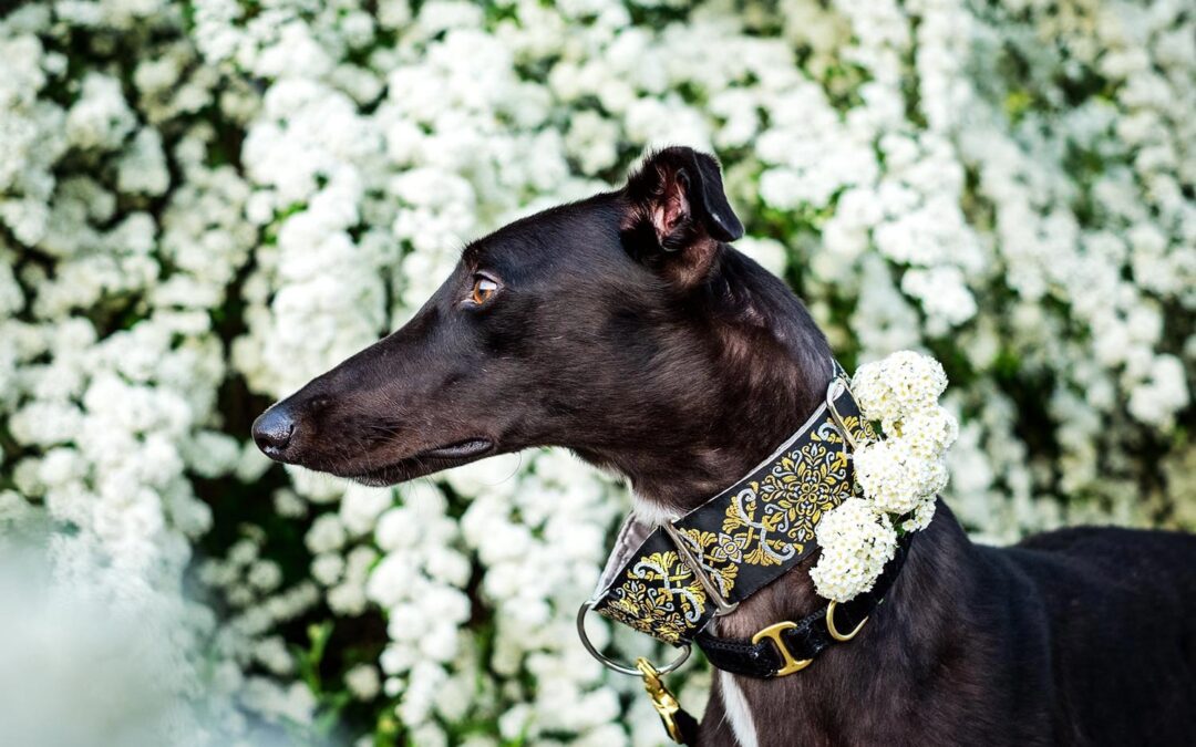 closeup shot of a greyhound dog